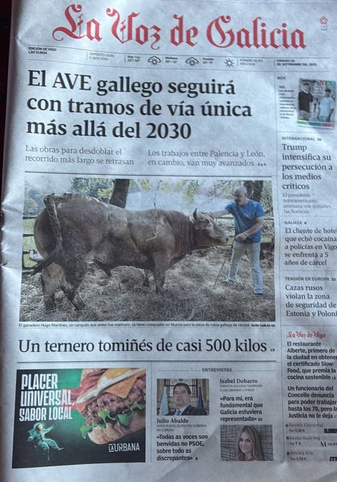 Un ternerito de récord: Casi 500 kg. 3 ternero 500 kg ganderia os bravos
