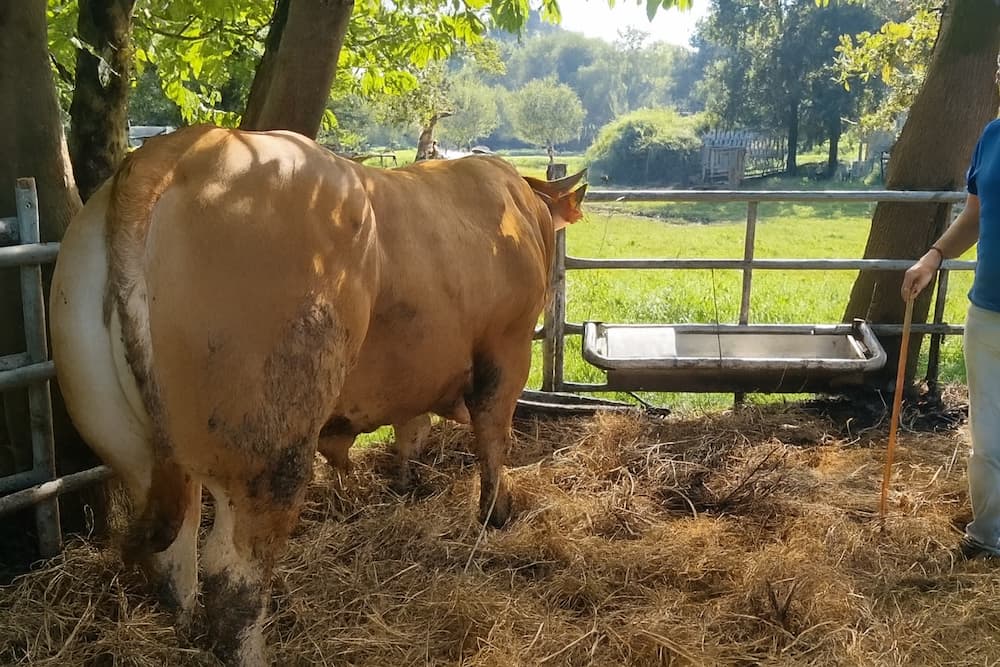 vaca rubia gallega 500 kg